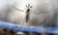Comprueban que zika virus causaría síndrome de Guillain-Barré