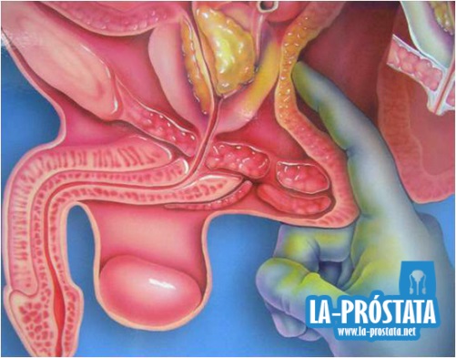 Anatomía de la próstata