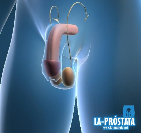 Función de la próstata