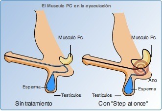 La próstata y la eyaculación