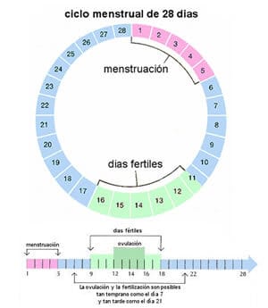 ¿Cuáles son los días fértiles de la mujer?