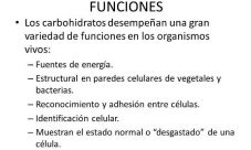 ¿Cuál es la función de los carbohidratos?