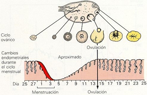 ¿Es lo mismo ovulación que menstruación?