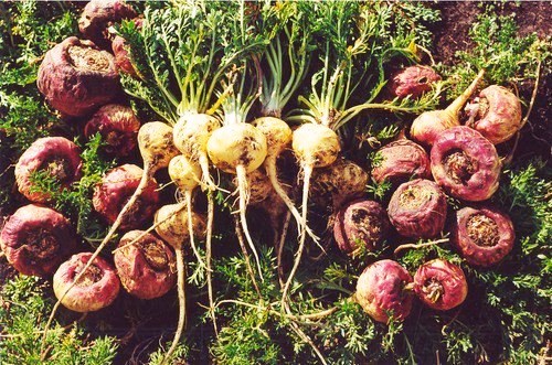¿Cuáles son las propiedades curativas de la Maca Peruana?