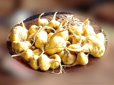 ¿Qué es la Maca Peruana?