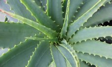 10 Beneficios del aloe vera para la salud