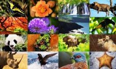 Cómo cuidar la biodiversidad