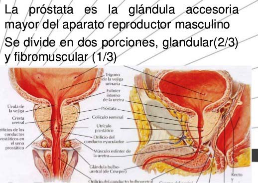 Características principales de la próstata
