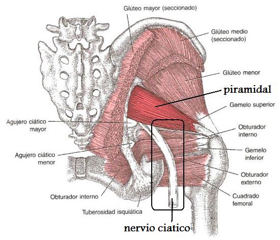 Anatomía del nervio ciático