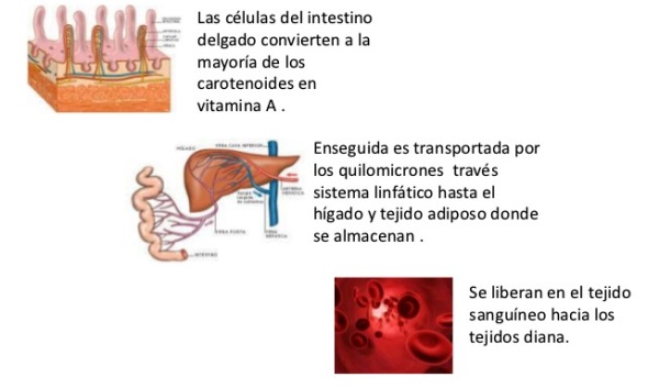 ¿Cómo se relacionan los carotenos con la vitamina A?
