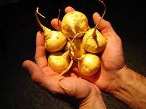 ¿Para qué sirve la maca peruana en el hombre?